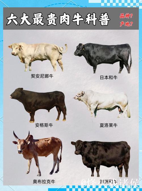 探索亚洲国产精品牛在线精彩世界