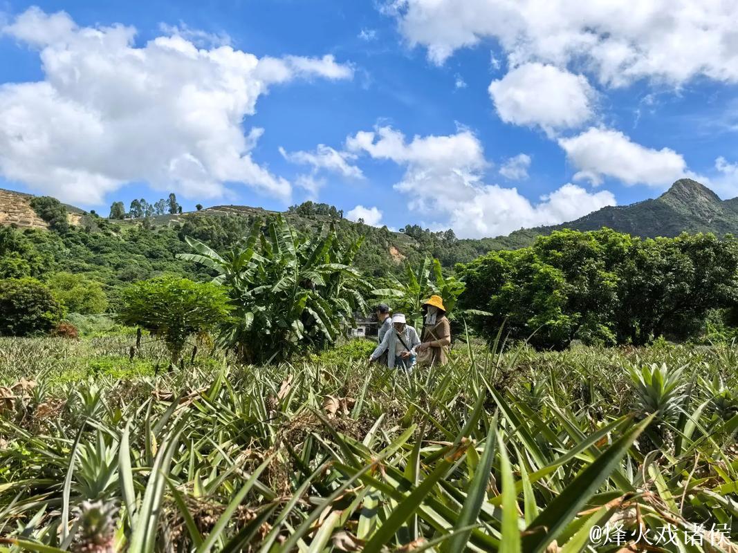 畅享无限精彩,菠萝视频在线等你体验 畅享无限精彩,菠萝视频在线等你体验