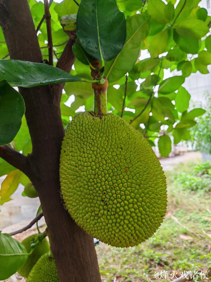 菠萝蜜在线视频3免费在线观看平台